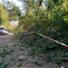 Terni: alberi caduti e pericolanti in strada del Gioglio. Scatta la chiusura