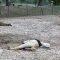 Strage di alpaca: lupi attaccano al Leo Wild Park di Todi