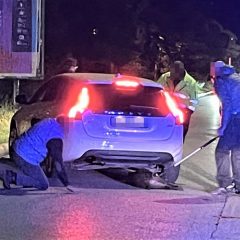 Terni: cinghiale travolto da un’auto in via Proietti Divi