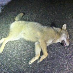 Investiti tre lupi: ne muoiono due. Uno è ferito gravemente