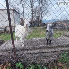 Terni, in via Corrieri va all’asta terreno Paip da 6.400 mq. Per ora ci sono le caprette