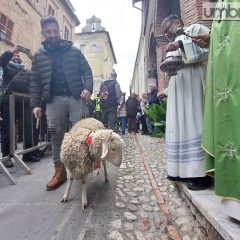 Collescipoli si anima tra animali, trattori e ciambelle: la Festa di Sant’Antonio in foto