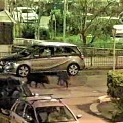 Terni: cinghiali a due passi dal centro. «Una cosa mai vista» – Video