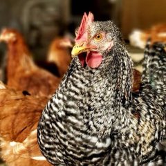 Terni: razzìa di galline a Maratta con tanto di danni alle proprietà