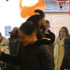 «Qui c’è tanto amore»: il San Valentino in casa ‘Gatti in vetrina’ a Terni – Fotogallery