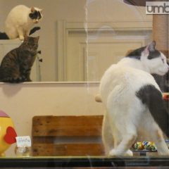 Terni: in via San Tommaso ‘festa di primavera’ tra gatti, cibo e raccolta fondi