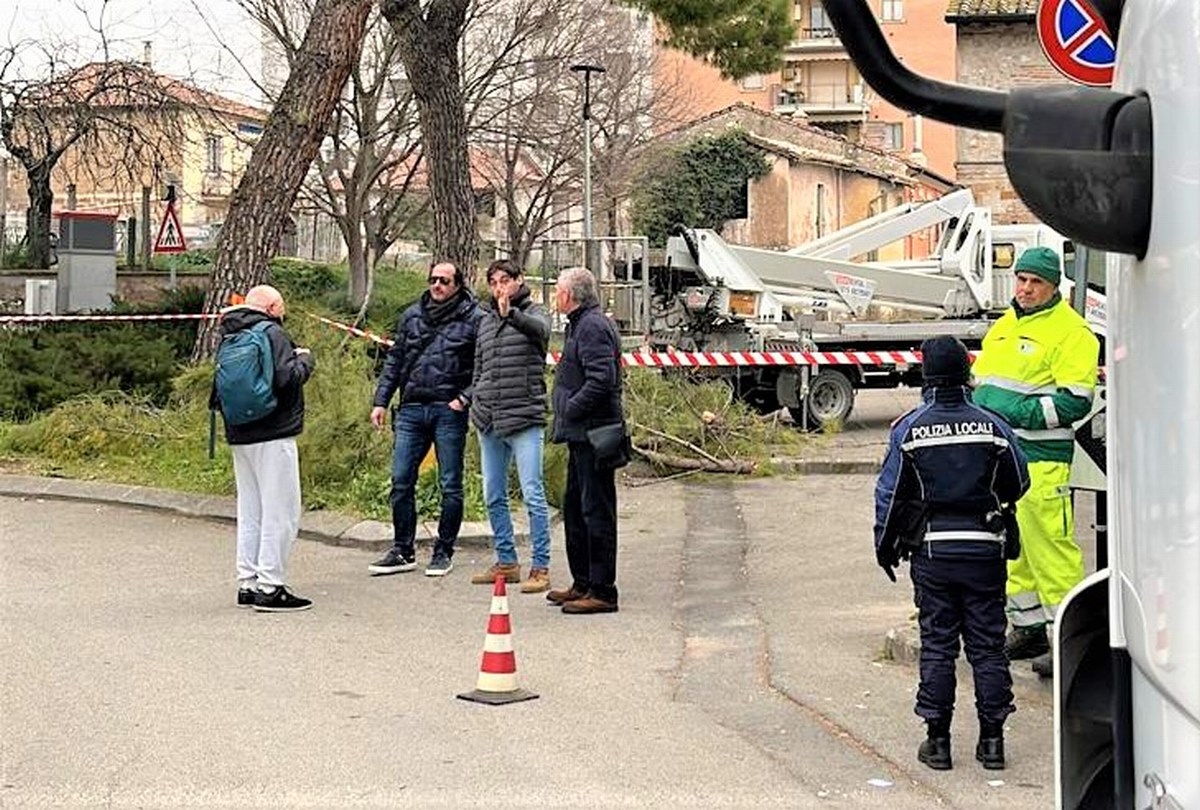 Terni: giù i pini per rifare marciapiedi e strada a Campitello. Ma c’è la protesta