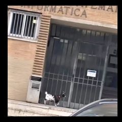 «Capre all’università». A Perugia entra proprio l’animale – Video