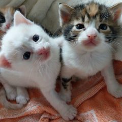Acquasparta, festa benefica a ‘La casa dei gatti’