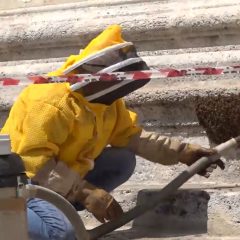 Ospiti a sorpresa sulle scale del Duomo: una colonia di api