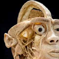 Terni, c’è ‘Real human bodies’: collezione scientifica di corpi umani in mostra