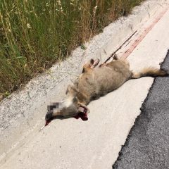 Travolge e uccide lupo sulla Pian d’Assino