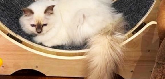 Nino Frassica si perde il gatto a Spoleto: 5 mila euro a chi lo trova