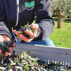 Al Frantoio Bartolini di Arrone torna ‘La festa dell’olio novello’