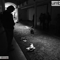 Caos, la mostra ‘Tra cane e lupo’ nelle foto di Alberto Mirimao