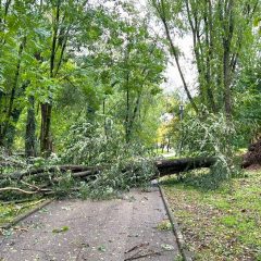 Terni, maltempo: cade albero al parco Le Grazie