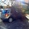 Terni: albero precipita su auto ferma in sosta in viale Prati