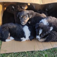 Diciassette cuccioli abbandonati in tre cartoni a bordo strada: salvati dalla polizia Locale di Bevagna