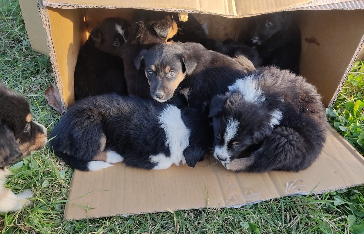 Diciassette cuccioli abbandonati in tre cartoni a bordo strada: salvati dalla polizia Locale di Bevagna