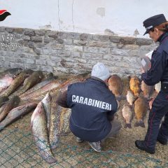 Mattanza di pesci con le scariche elettriche: cinque bracconieri denunciati sul Tevere