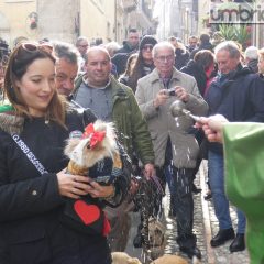 Terni, Collescipoli: la 65° ‘Festa di S. Antonio Abate’ tra animali e trattori – Fotogallery