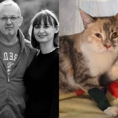 Terni, gatta finisce in lavatrice: veterinario le salva la vita