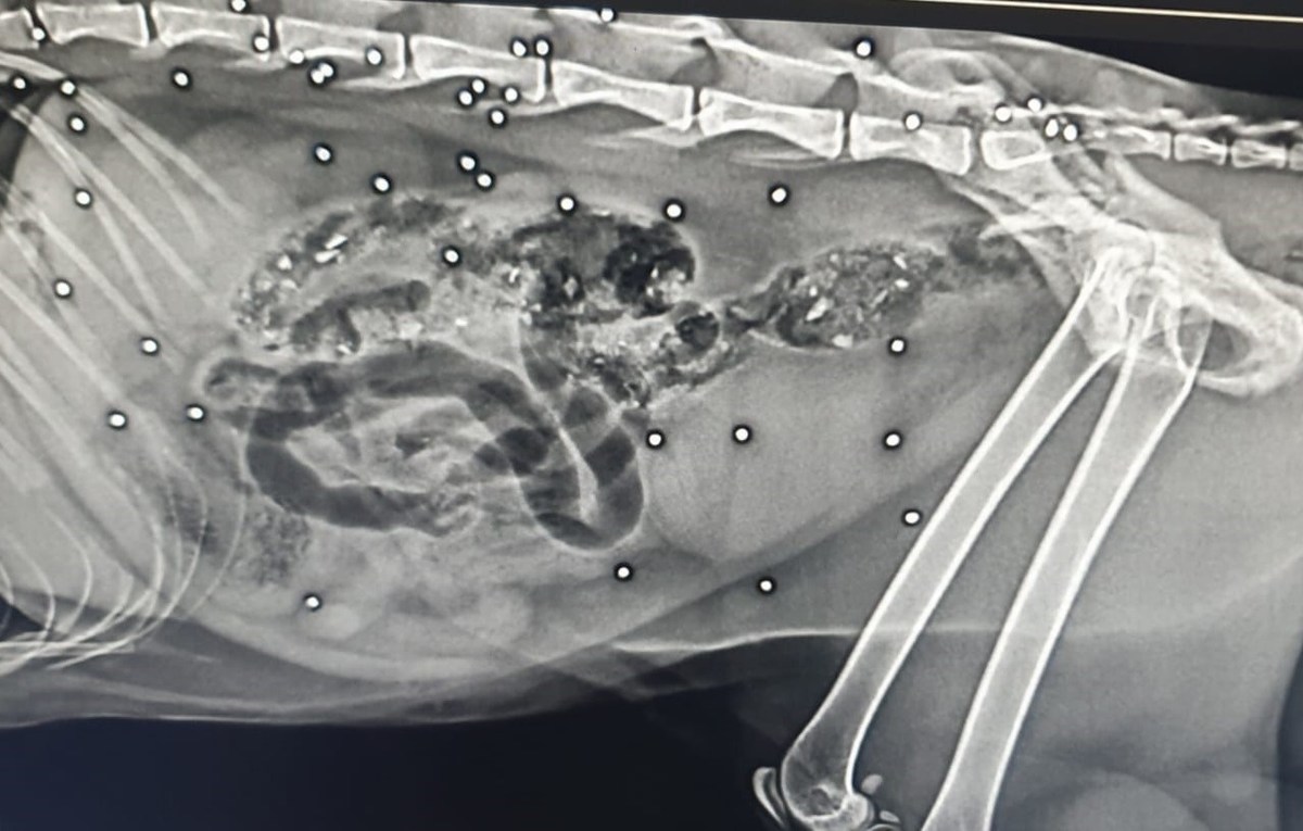 Amelia, gatto preso a fucilate: soccorso dal WWF e salvato. Ha già trovato una casa