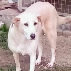 Terni: appello per ritrovare Aisha, cagnolina scomparsa in zona Valenza