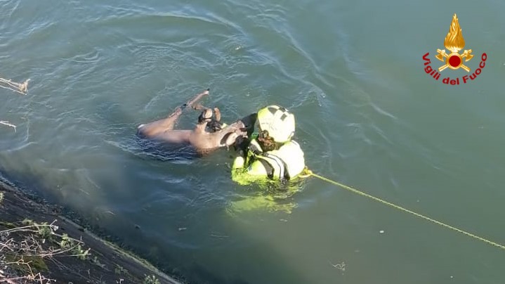 Terni: cucciolo di capriolo salvato nel canale di Recentino