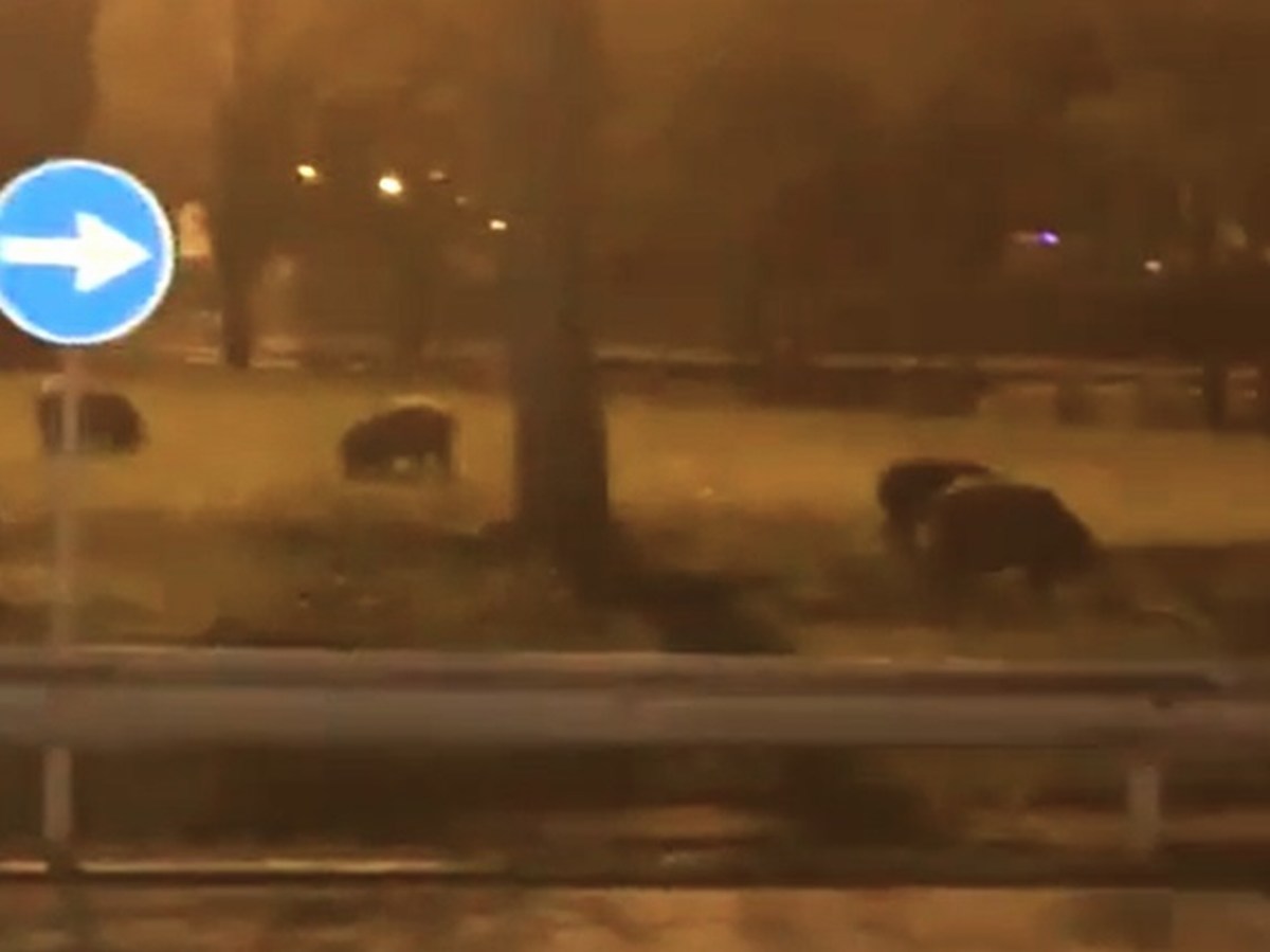 Terni, borgo Rivo: i cinghiali ‘dominano’ la rotatoria – Video