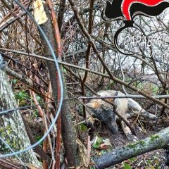 Giovane lupo ucciso con laccio metallico: denunciato un 60enne