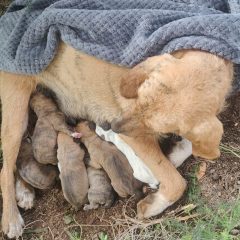 Terni: ritrova la sua cagnolina dopo 3 mesi e adotta i 7 cuccioli che ha appena partorito