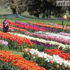 Spoleto, è tempo di ‘TuliPark’: 100 mila tulipani di 75 varietà – Fotogallery