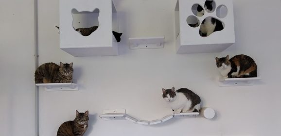 Acquasparta, c’è la nuova ‘casa dei gatti’