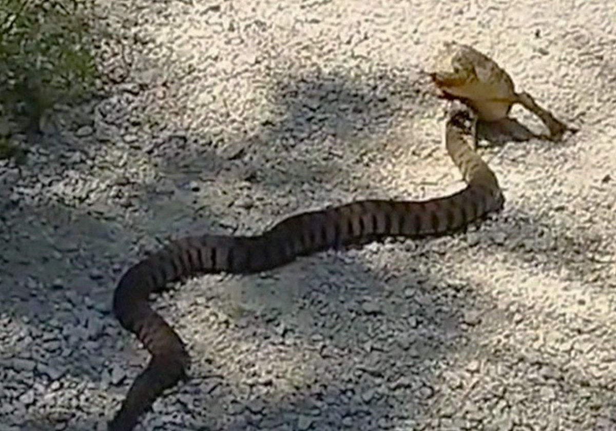 Video – Rettile uccide e mangia un rospo lungo la ciclabile Terni-Narni