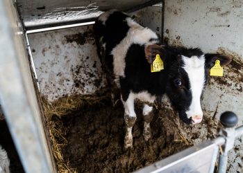 Gli animali maltrattati trovano ‘casa’ in Umbria