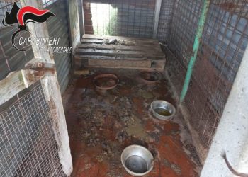 Panicale, 17 cani maltrattati: scatta il sequestro
