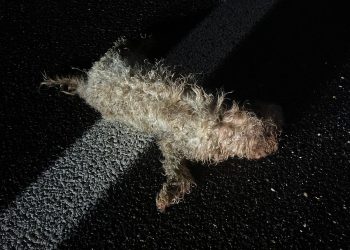 Narni: cagnolino ferito salvato sul Rato dalla polizia Stradale di Terni
