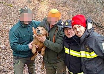 Si incastra in un cunicolo: cane da caccia salvato dai vigili del fuoco