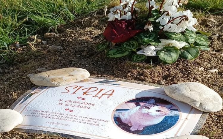 La gattina Siria, prima 'ospite' del cimitero degli animali di Terni