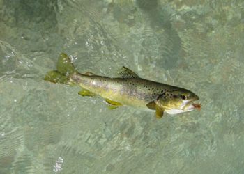 Pesca sportiva e professionale alla trota: in Umbria si inizia domenica