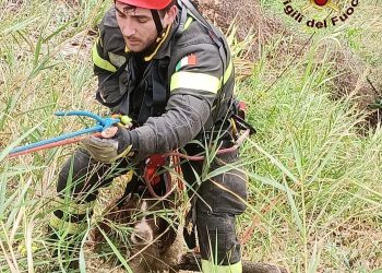 Calvi dell’Umbria: cane scivola nel calanco. Salvato dai vigili del fuoco