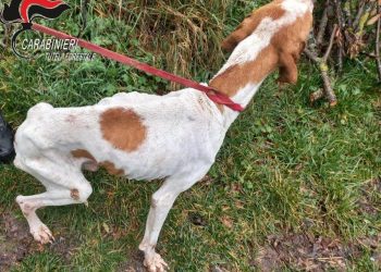 Cani tenuti in condizioni pessime e denutriti: denunciato il proprietario