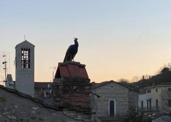 Travolto da un suv: muore Apollo, il pavone-mascotte di Ponte Felcino