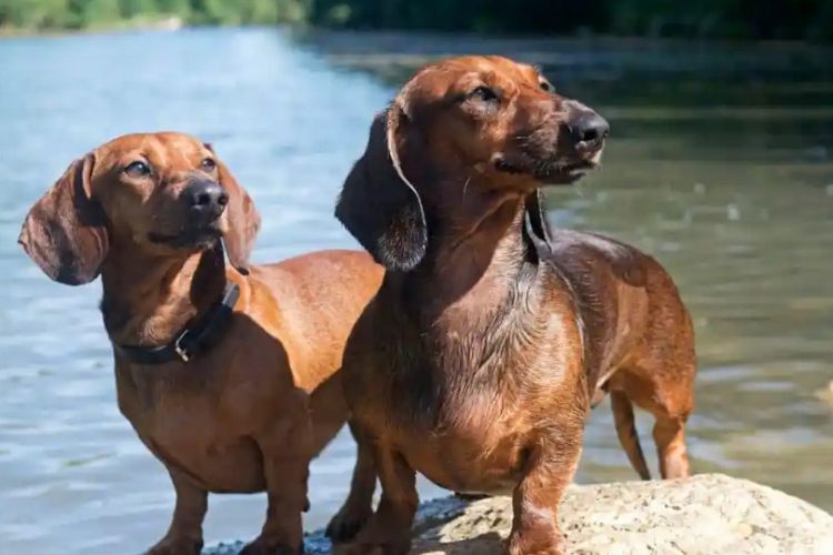 foto dogsportal.it