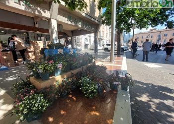 Terni, ‘Festa della mamma’: torna l’azalea della ricerca