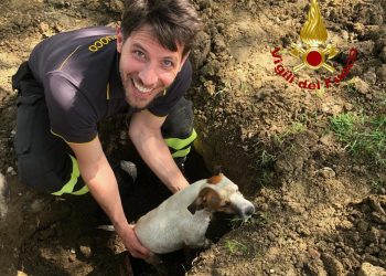 Cagnolino intrappolato nello scolo di una fognatura: salvato dai vigili del fuoco