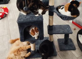 Acquasparta, festa al rifugio ‘La casa dei gatti’ per raccogliere fondi