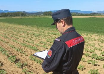 «Sono a chilometro zero» ma comprava gli ortaggi dal grossista. Denunciato imprenditore