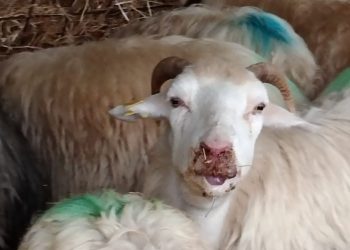 Lingua Blu, si estende l’epidemia